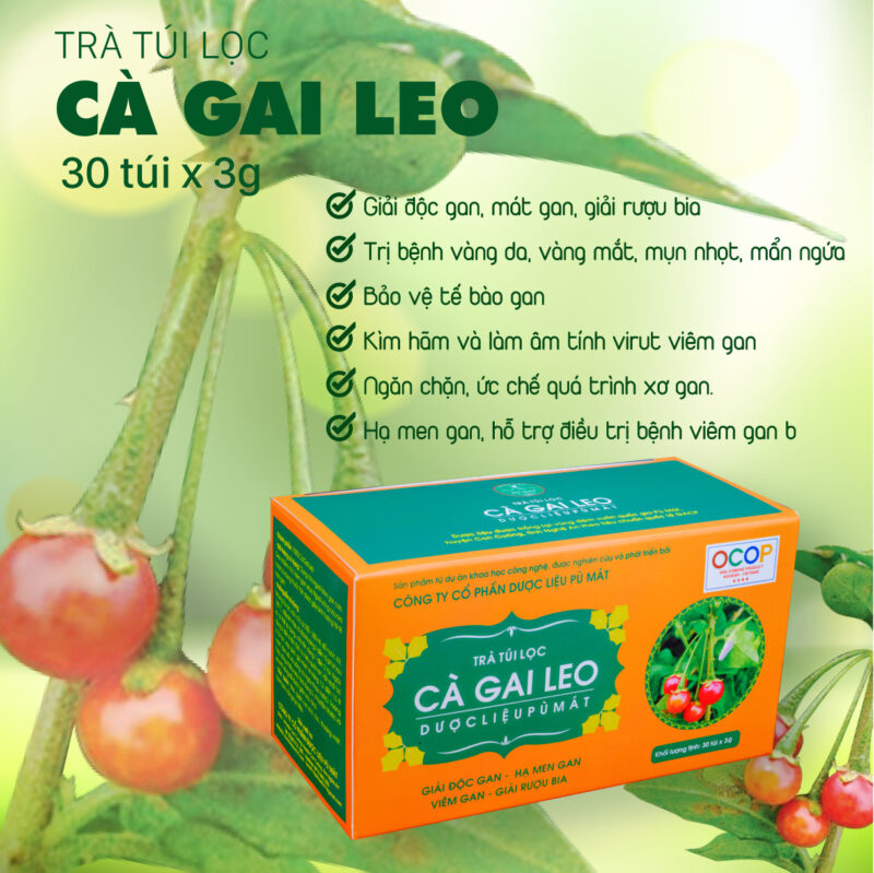 Trà túi lọc cà gai leo Pù Mát -Trà dược liệu túi lọc