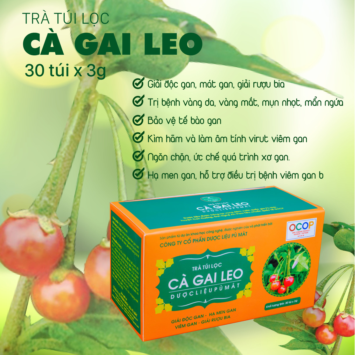 Trà túi lọc cà gai leo Pù Mát -Trà dược liệu túi lọc