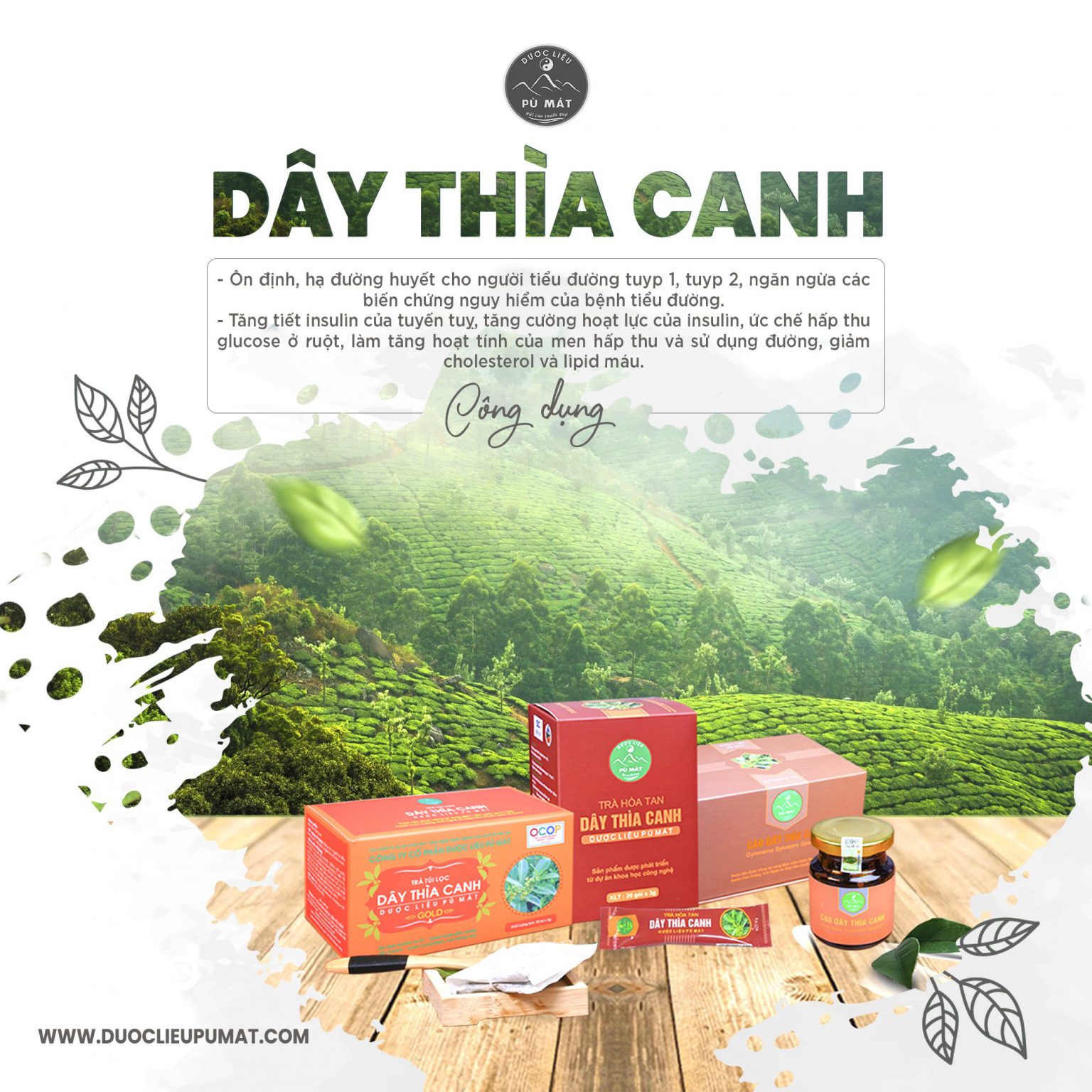 Dây thìa canh Pù Mát