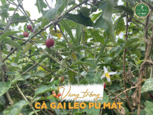 Cà gai leo Pù Mát