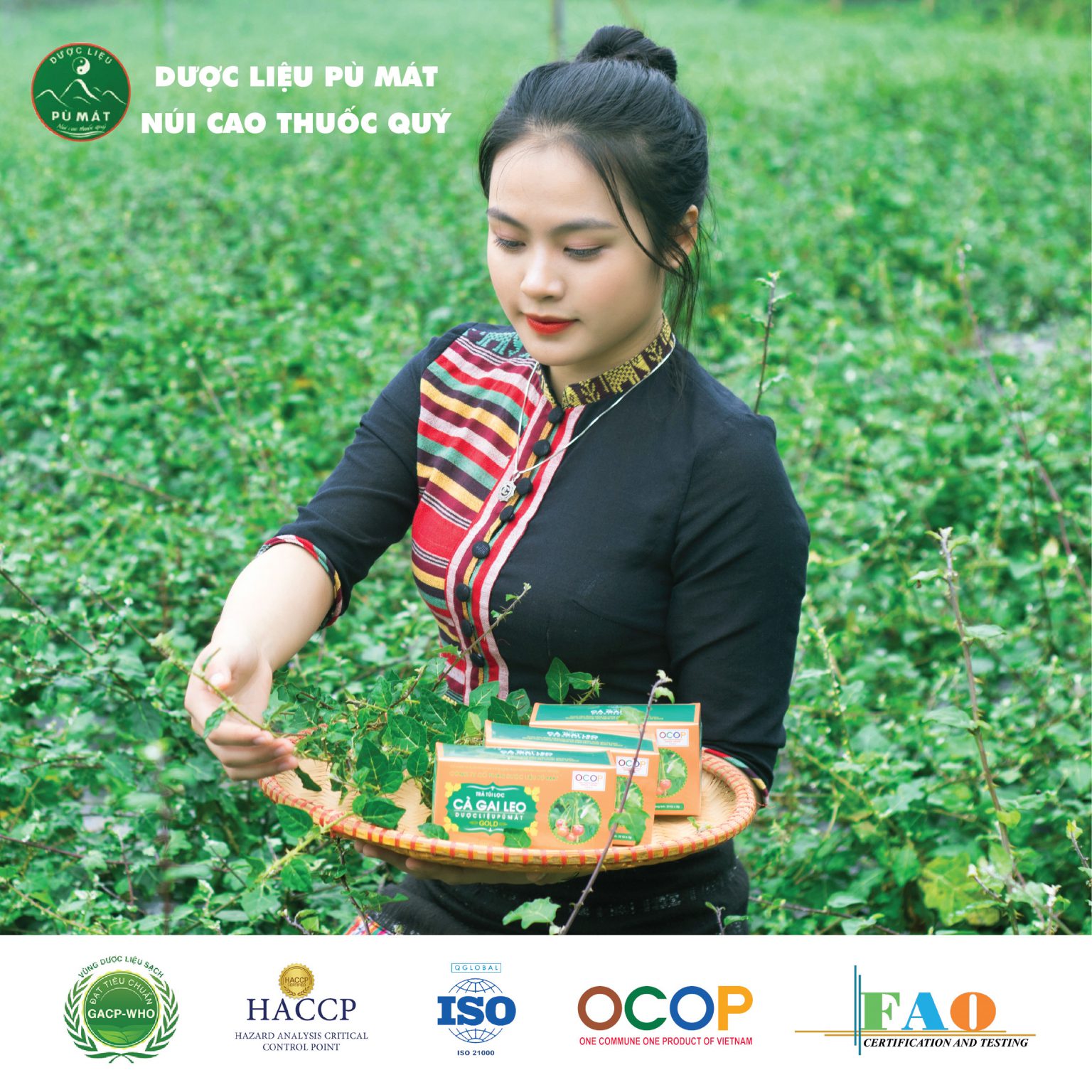 Dược liệu thiên nhiê Pù Mát