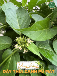 Dây thìa canh lá to