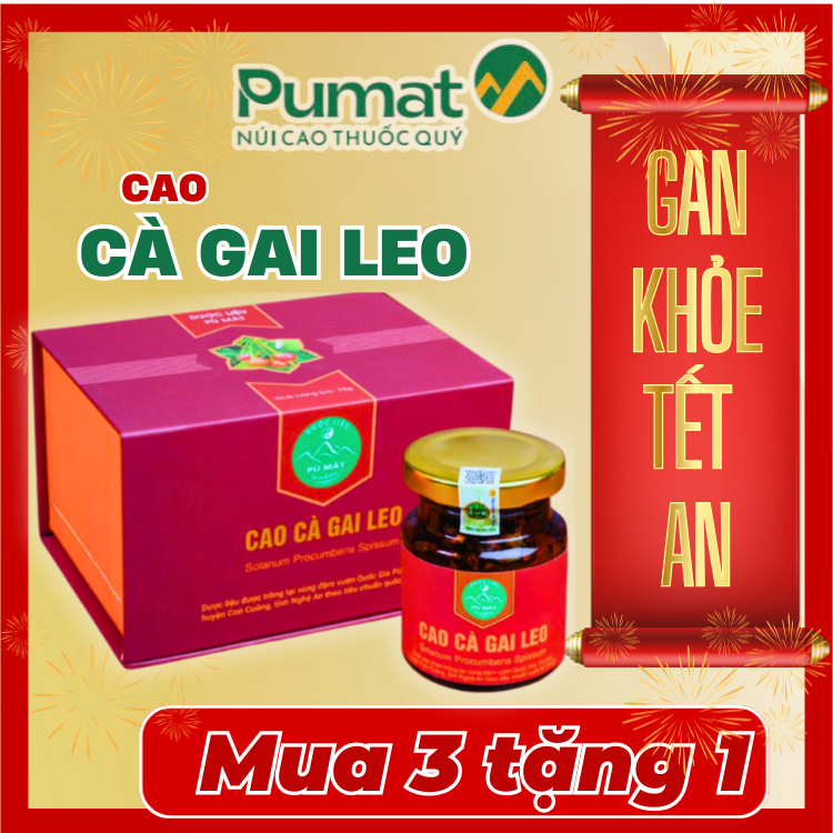 Cao cà gai leo Pù Mát