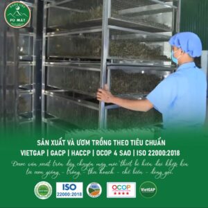 Giảo cổ lam Pù Mát