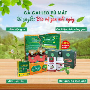 Cà gai leo Bảo vệ gan